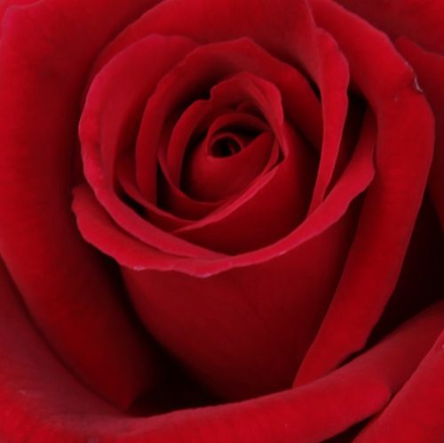 Rosa Avon™ - rosa de fragancia intensa - Árbol de Rosas Híbrido de Té - rosal de pie alto - rojo - Dennison Harlow Morey- forma de corona de tallo recto - Rosal de árbol con forma de flor típico de las rosas de corte clásico.